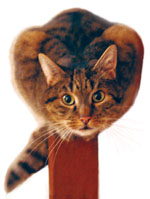 Katze auf Sockel